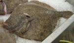  image de l'aliment Turbot, cru