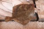  image de l'aliment Turbot d'élevage, cru