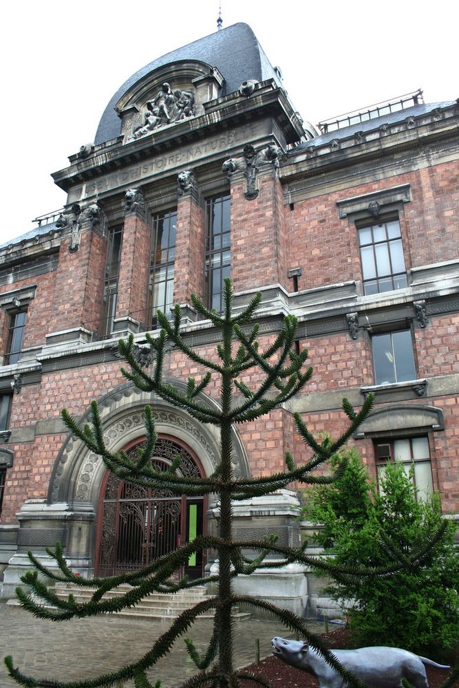 Façade principale de la Galerie, avec un Araucaria au premier plan et une reproduction de Moeritherium à ses pieds.