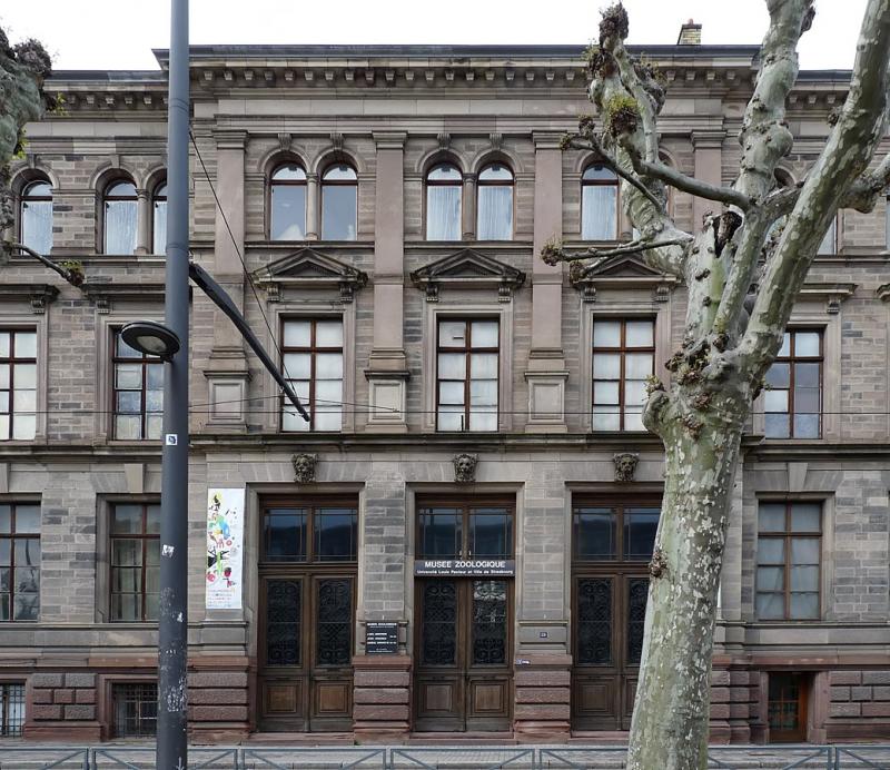 Musée Zoologique de l'Université Louis Pasteur et de la Ville de Strasbourg.