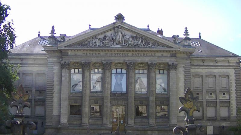 Muséum d'Histoire Naturelle de Nantes.