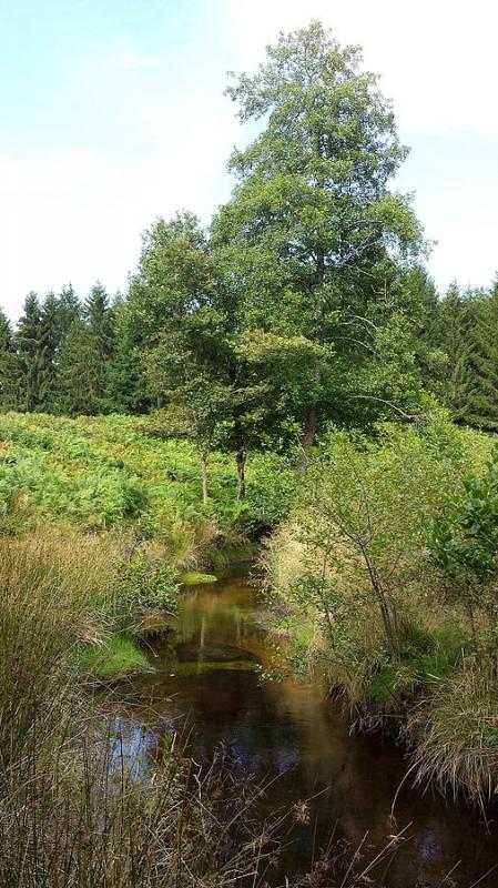 Le ruisseau du Boulou. 