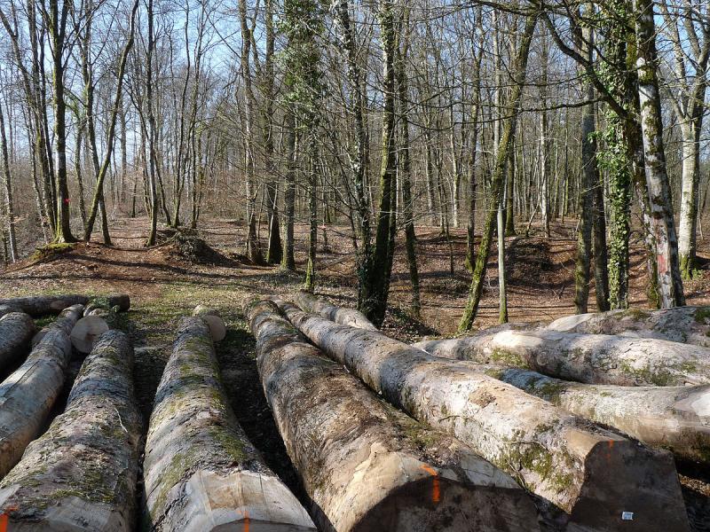 Forêt communale de Montreuil-sur-Thonnance,  dans le département de la Haute-Marne.