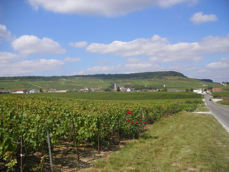 Les vignobles de Champagne de Blancs-Coteaux , dans le département de la Marne.