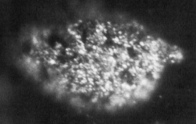 Une photographie au microscope de Berkélium. La morceau fait 100 microns de diamètre.