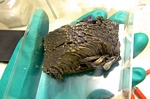  image de l'élément chimique Europium