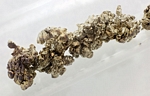  image de l'élément chimique Strontium